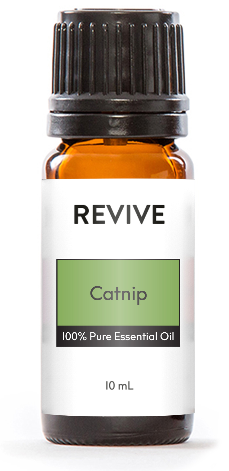 catnip essential oil catnip essential oil