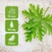Citronella Smell