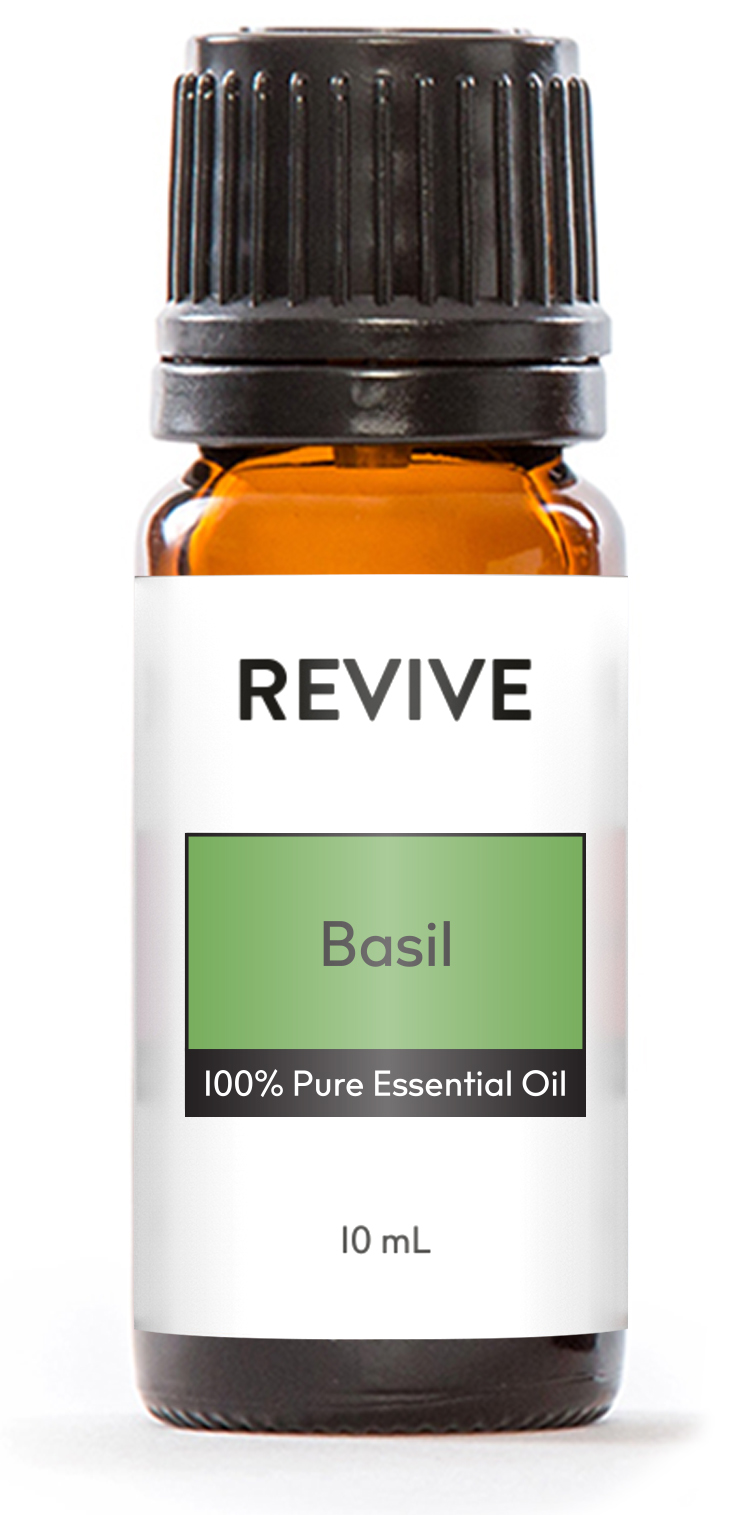 Essential Oil Basil Essential Oil Basil
