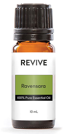 Ravensara aromatica





	
		
			
Free Shipping & Returns

		 
	 


	
		
			
GC/SM tested (Quality Tested)


		 
	 


	
		
			
No MLM Hassle