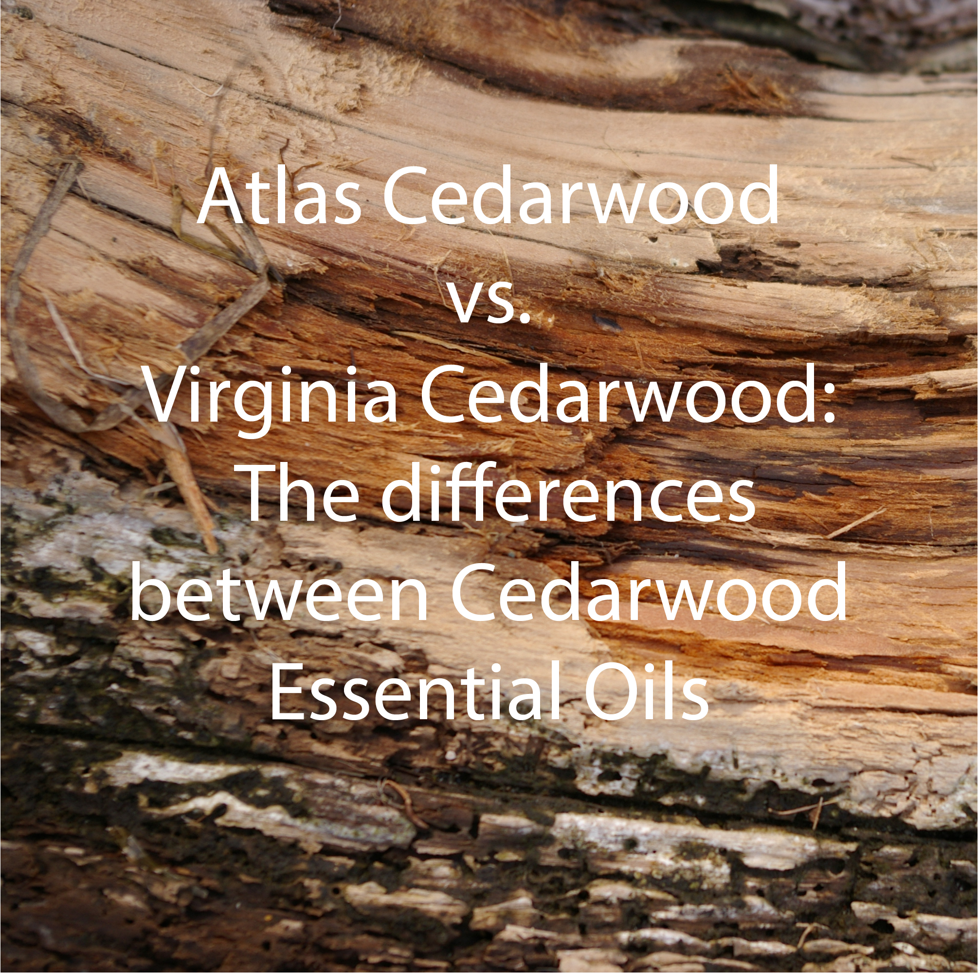 Cedarwood Or Cedarwood What's The Difference Between Cedarwood