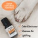 Best Essential Oil for Dog Odor