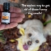 How to get rid of dog smells