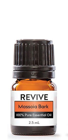 If you are looking for an Essential Oil whose scent radiates the essence of fall, Massoia Bark is it! With a toasty sweet and caramel-like smell, this calming oil is ideal for creating all sorts of autumn blends. Sustainably sourced from Indonesia, this oil is steam distilled from the Cryptocarya massoia tree.  Traditionally, Massoia was used by Balinese women to create a healing ointment for inflammation and circulation. The properties of this oil include it being an anti-inflammatory, anti-fungal, digestive, expectorant, and more.


 Cryptocarya


	
		
			

Free Shipping & Returns

		 
	 


	
		
			
GC/SM tested (Certified Pure)


		 
	 


	
		
			
No MLM Hassle