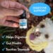 Best essential oils for dog digestion